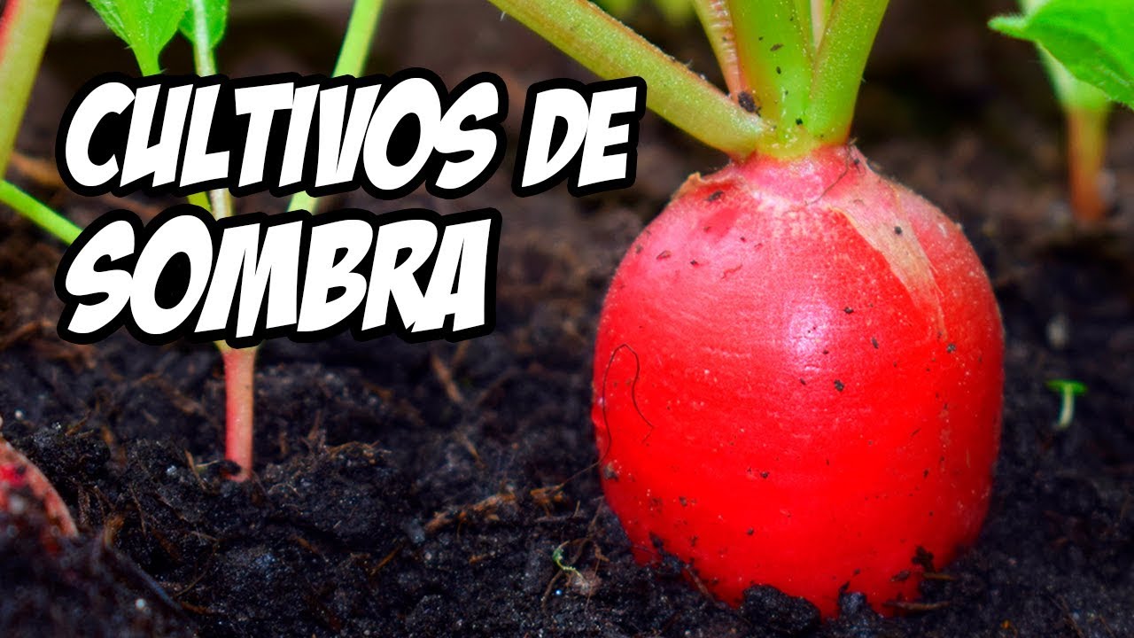 7 Vegetales Que Podemos Plantar en la Sombra | La Huerta de Ivan