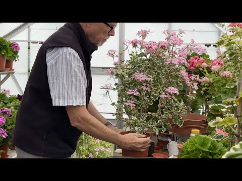 A look at my trained Pelargoniums - late May 2023
