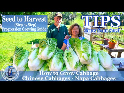 , title : 'How to Grow Chinese Cabbage - Napa Cabbage  -  TIPS Growing Cabbage From Seeds'