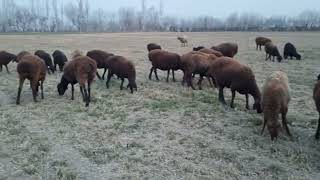 sheep 🐐 🐑 🐏  06