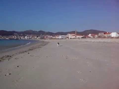 Bulldog Ingles, Boris, Con Erik Farina - Psicolmascot