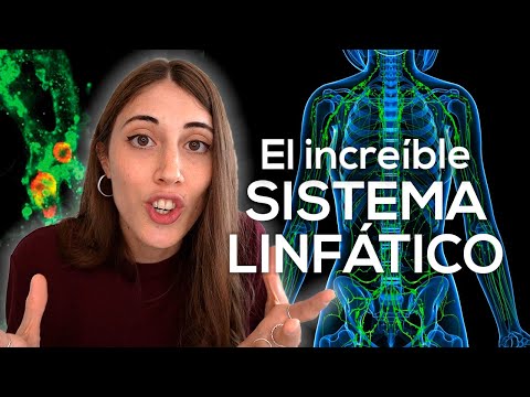 El increíble (y olvidado) SISTEMA LINFÁTICO
