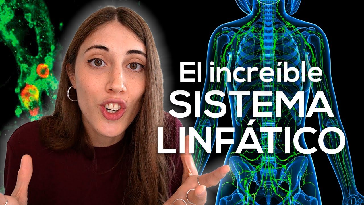 El increíble (y olvidado) SISTEMA LINFÁTICO