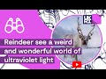 Reindeer see a weird and wonderful world of ...