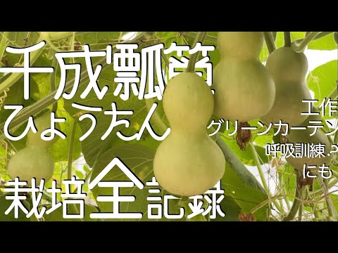ひょうたんの木について詳しく解説