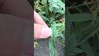 おじぎ草