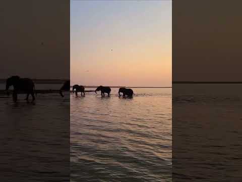 Sail With Elephants