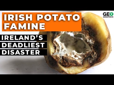 The Irish Potato Famine