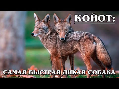 КОЙОТ: Луговой волк – друг бегающей кукушки | Интересные факты про волков