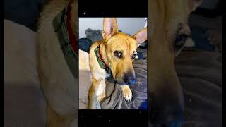 Video preview image #1 Mutt Puppy For Sale in Menifee, CA, USA