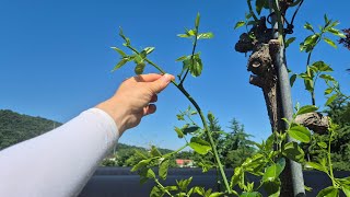 사과대추 열렸다가 다 떨어진다? '이것' <b class="sch_word">2</b>가지만 하면 100% 성공! 사과대추 꽃 개화전 해야할 일.