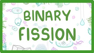 Binary Fission - How Do Bacteria Divide?  #12