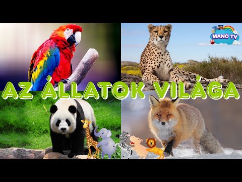 Fedezzük fel az állatok világát! Ismerd meg az állatok világát! Oktató videó gyerekeknek #animals