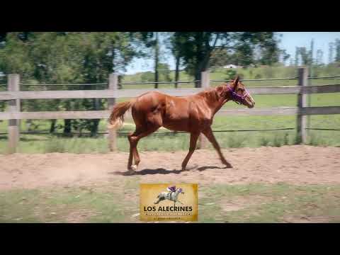 LOTE13 Invejoso Carver Mr