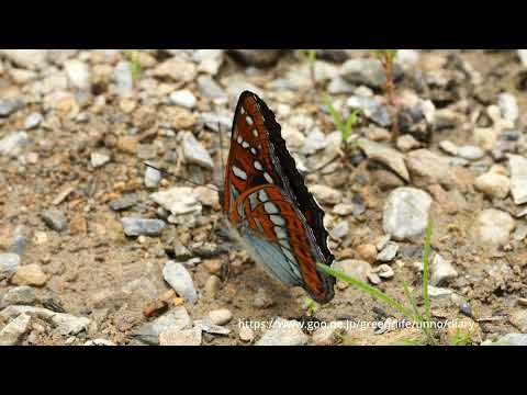 中国のオオイチモンジ　Limenitis populi