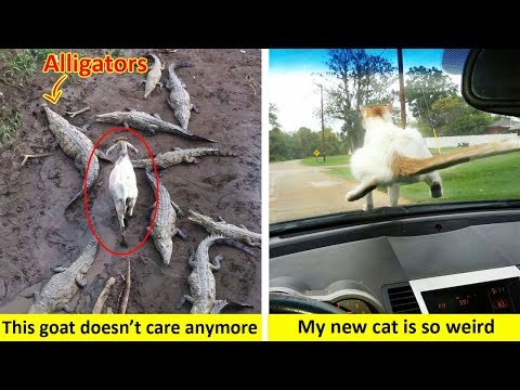 Rebellious Animals Who Just Don't Care Anymore Video