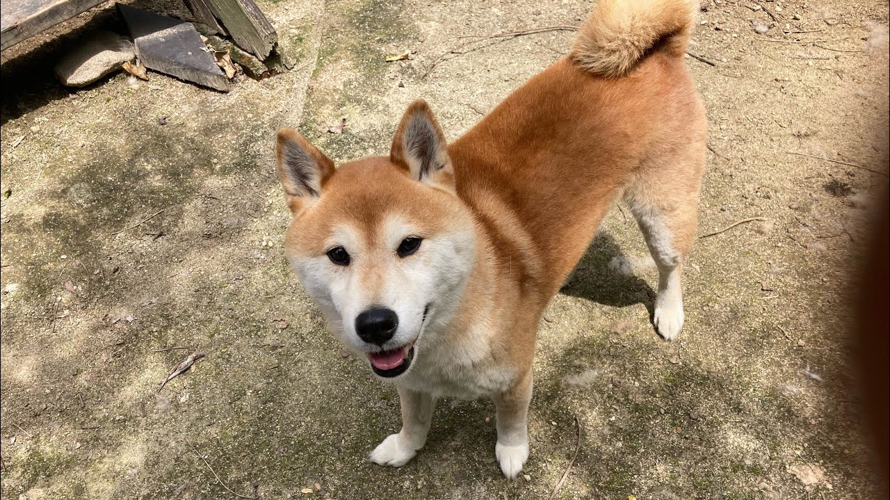 換毛の儀　梅雨前。