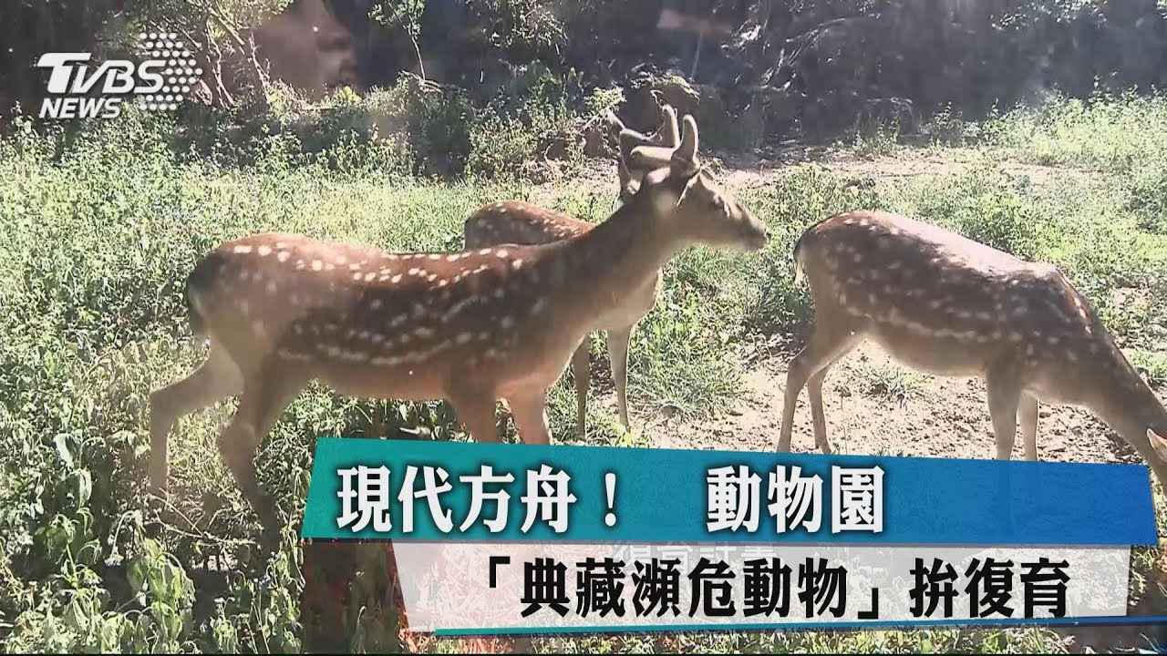 現代方舟! 動物園「典藏瀕危動物」拚復育