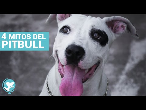 4 mitos sobre el PITBULL