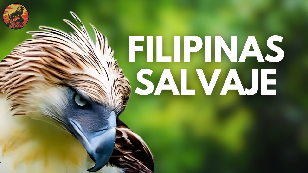 FILIPINAS SALVAJE – Los Animales Más Sorprendentes del Archipiélago Filipino | Documental Animal
