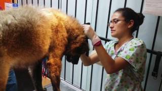 Cruelty charges pressed, emergency rescue underway