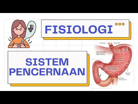 Fisiologi Lengkap Sistem Pencernaan (Deglutisi, Propulsi, Digestasi, Abrosbsi, Defekasi)