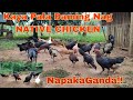Dahilan Kaya Magandang Alagaan Ang Native Chicken Kaya Gusto Ko Sila Paramihin