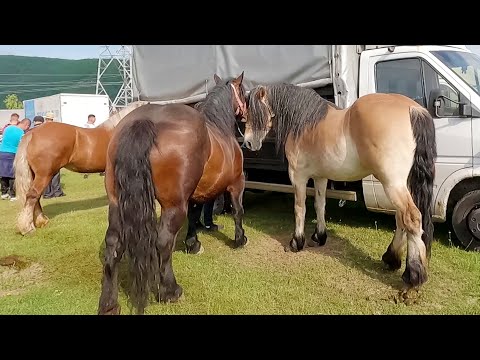 Caii lui Titut de la Baciu-Cluj 2022