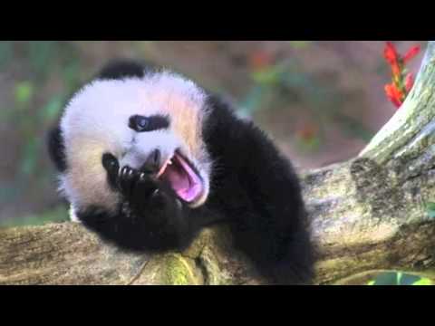 GRKRMXKNG - Πάντα