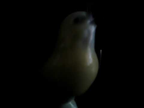 🌌DUSO MOJA🌌.......... ZdenoJasoYasho