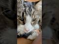 Cletus purring#cats #catlovers