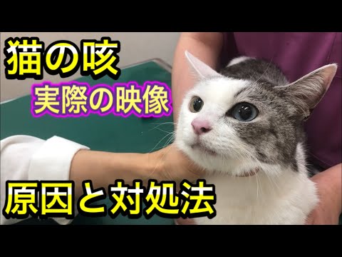 猫の喘鳴 – 原因と対処法