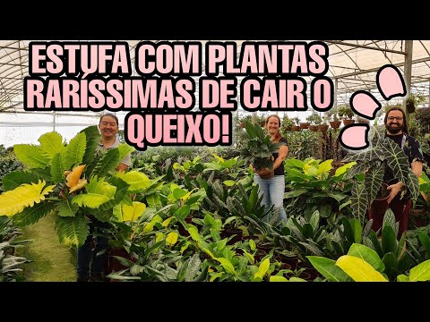 , title : 'Ela tem o JARDIM / ESTUFA  mais incrível que já visitei  - PLANTAS RARÍSSIMAS'