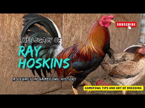 Ray Hoskins & the Yellow Leg Hatch – A Legacy in Gamefowl History