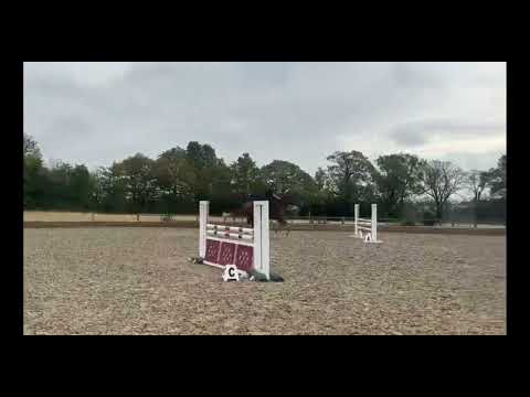 Noble Zoya training at home