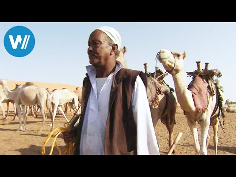 The last camel caravans of the Sahara (360° - GEO Reportage)