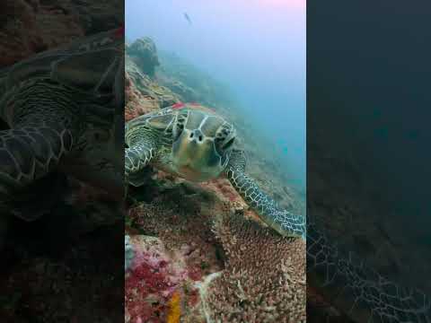 Hidden Turtle Paradise in Okinawa! Diving the Deep Waters of Cape Maeda