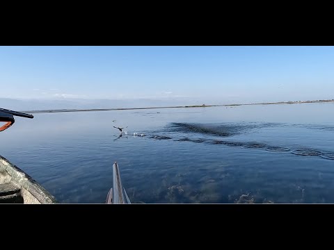 Hunting coots on a boat - Birds Hunting with shotgun