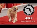 Central Florida Kennel Club All Breed Show