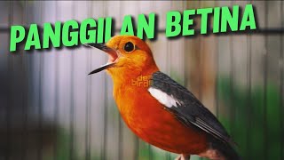 Download lagu PANCINGAN ANIS MERAH BETINA MEMANGGIL JANTAN AMPUH ATASI MACET mp3