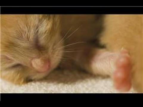 Kitten Care : What Do Newborn Kittens Look Like?