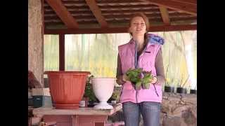 Смотреть онлайн Выращивание и посадка петуньи в кашпо