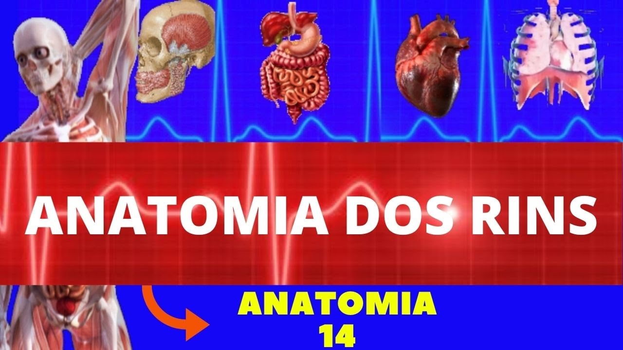 ANATOMIA DO RIM (ANATOMIA HUMANA) - SISTEMA EXCRETOR /URINÁRIO