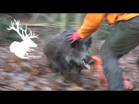 Best of Drückjagd  - Dreispross - HOD