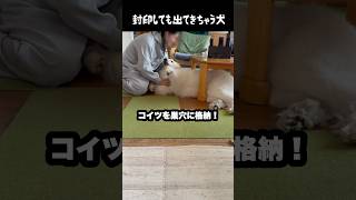 封印まったく通用しない愛犬　#greatpyrenees #大型犬のいる生活 #大型犬 #大型犬と暮らす #グレートピレニーズ #ゴールデンレトリバー #愛犬 #犬のいる生活