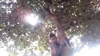 Download lagu Komik timor leste sae kulu mp3