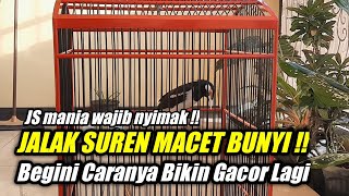 Download lagu HOW TO TREAT STRESSED SINGING STARLING mp3