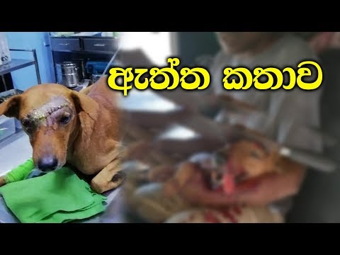 රටම කතාකළ මන්න පහරට ලක්වූ සුනඛයාගේ කතාව