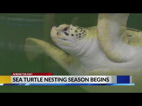 Experts share tips on how to protect sea turtle nests