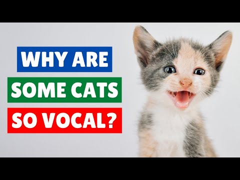 WHY Are Some Cats SO VOCAL ❓ 🐱 TOP 5 REASONS